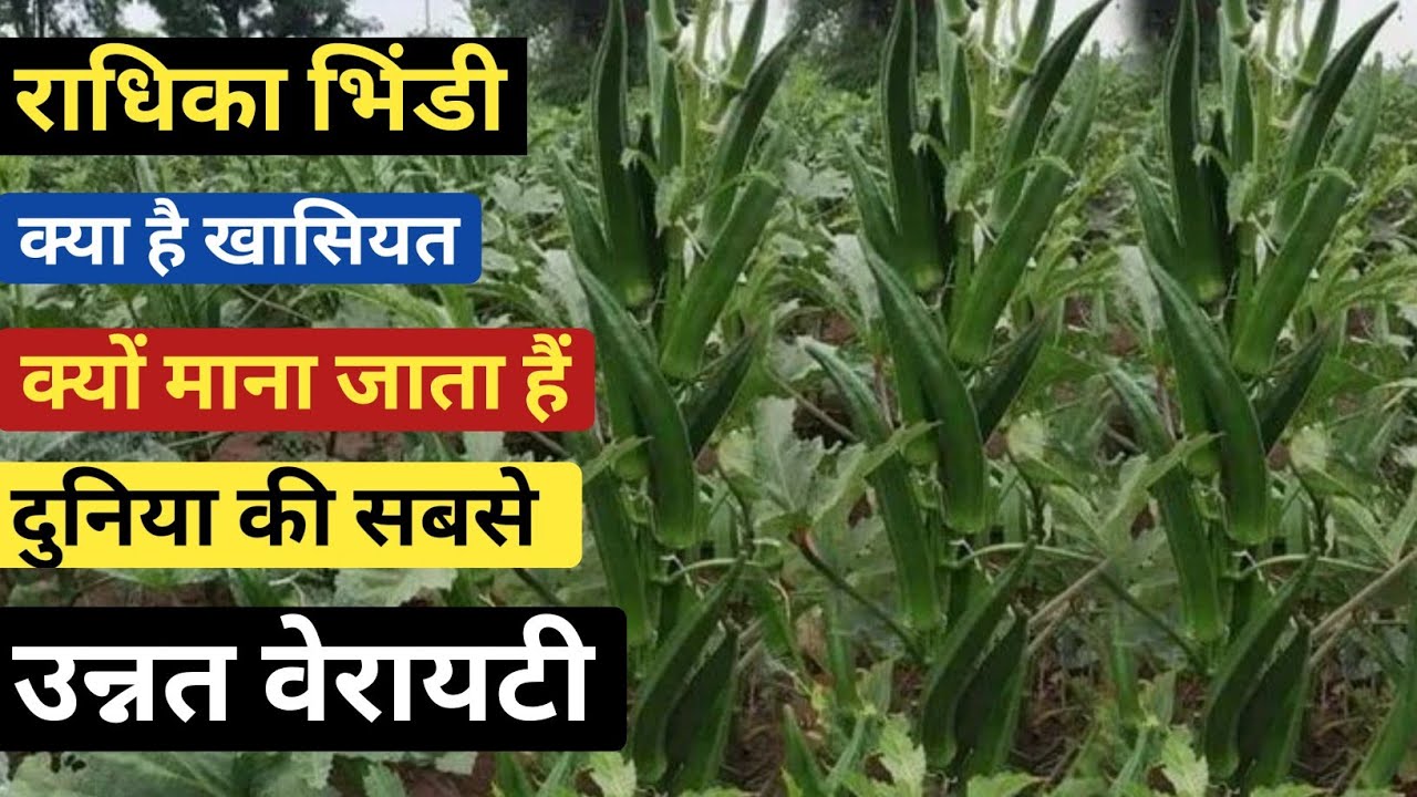 Advanta Radhika Bhindi | Radhika Bhindi | okra seeds | radhika bhindi a2z sampurn jankari