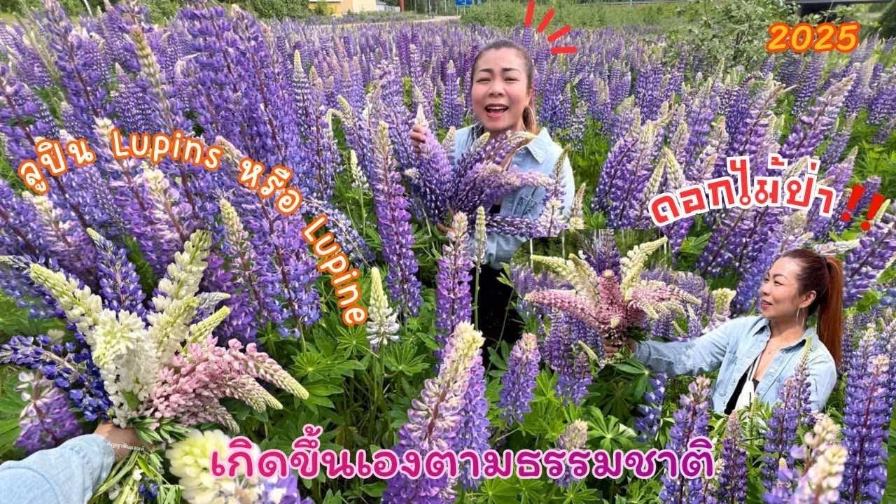 ดอกไม้ป่าเกิดขึ้นเองตามธรรมชาติ สวยมากก ดอกลูปิน (Lupins หรือ Lupine) 😍🪻💜🇫🇮