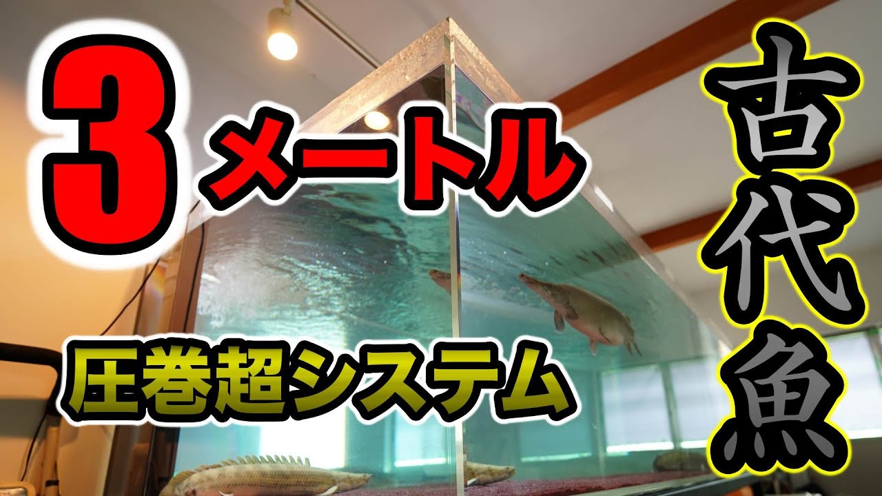巨大極上システムで古代魚80UPを ガチで目指す！激レア精鋭達　『ガー』トゥルカナビキール　セネガルス飼育　超大型水槽の３m水槽アクアリウム