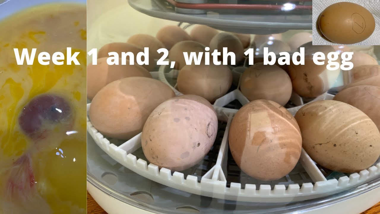 Weeks 1 and 2 incubating chicken Eggs! Candling and opening up the bad eggs! Nurture Right 360