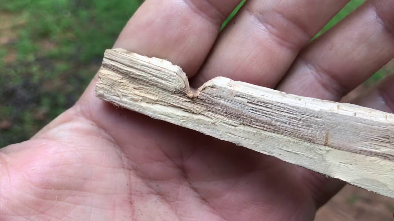 GREAT Hand Drill Fireboards can come from any wood... IF it's in the right state of decay!