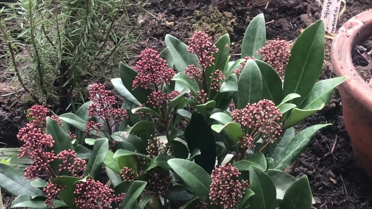 Скімія Rubella