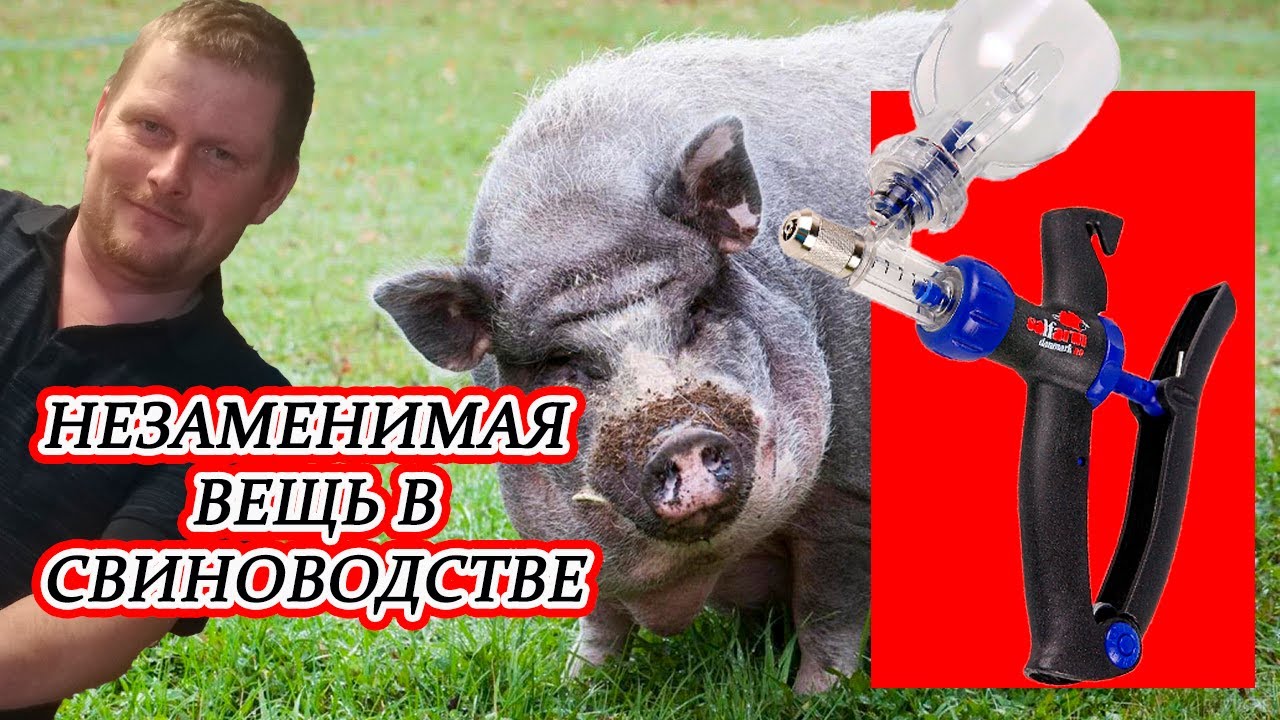 Шприц ветеринарный автоматический для свиноводства. Вьетнамские поросята.