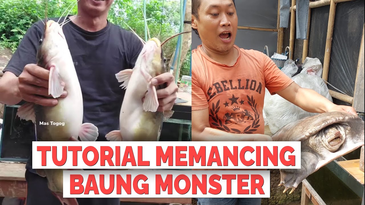 Tutorial Memancing ikan baung/beong/sogo monster #tutorial #mancing #beong #baung #sogo