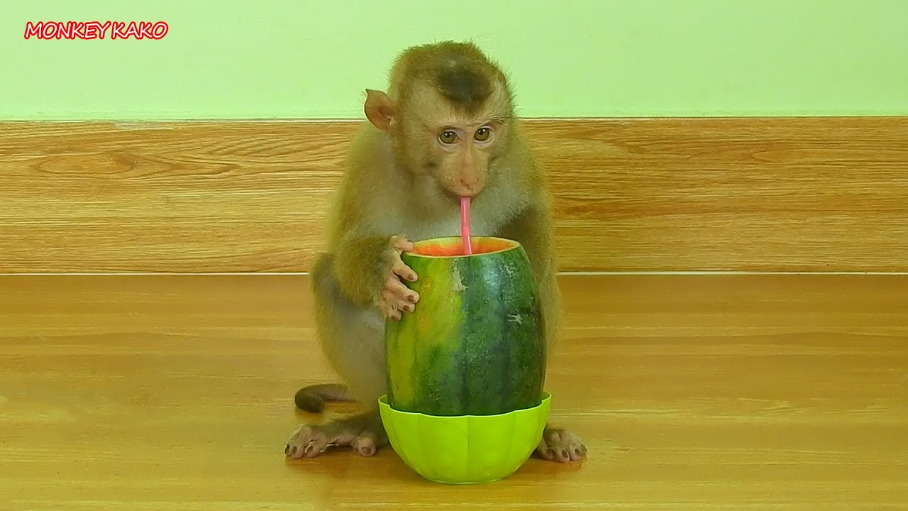 Smart Monkey Kako Enjoy Drinking Fresh Watermelon Juice