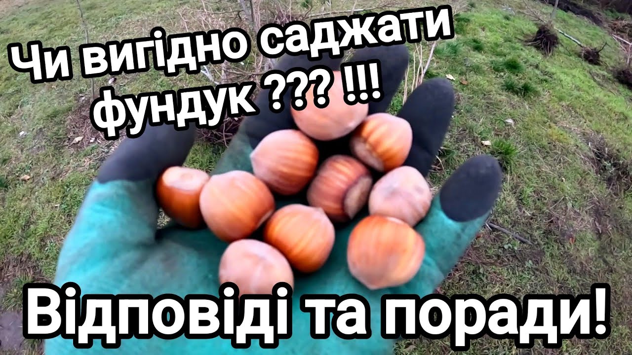 Чи варто саджати фундук як бізнес?! Що скільки коштує?! Ділюся досвідом! Відповіді та поради! 