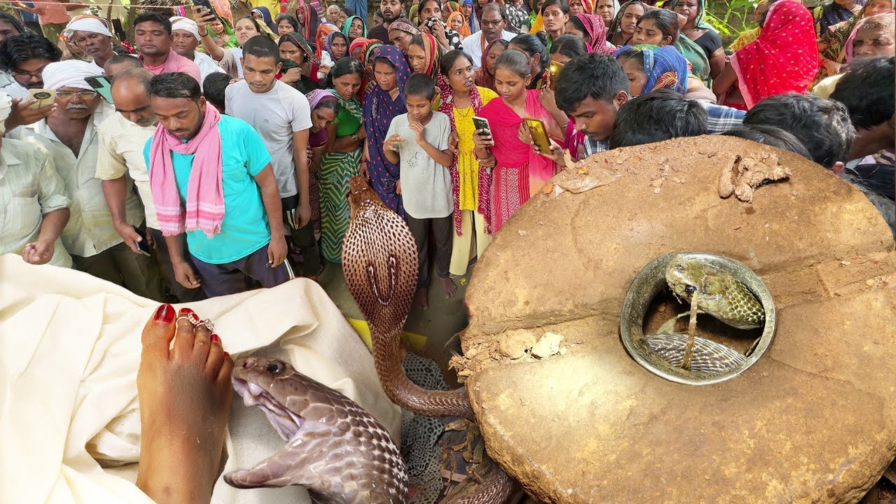 बहुत ही दुखद घटना, 25 साल की महिला को कोबरा सांप ने काट लिया, पूरा वीडियो देखिए कैसे क्या हुआ!😔🐍😱