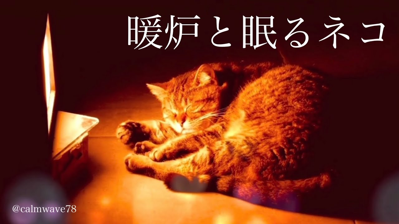 自律神経を整える｜猫エンジンと暖炉で究極の癒し｜Asleep with the Motor Running【3 hours】