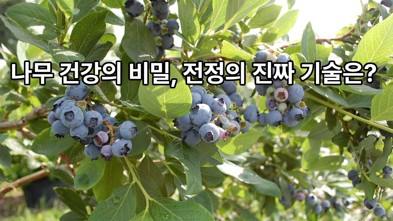 “전정? 이것만 알면 평생 쉬워집니다!”
