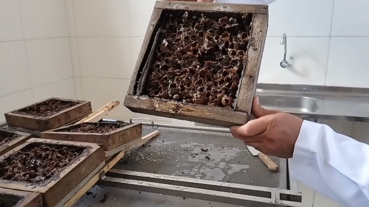 Colheita de Mel da Mandaguari Preta