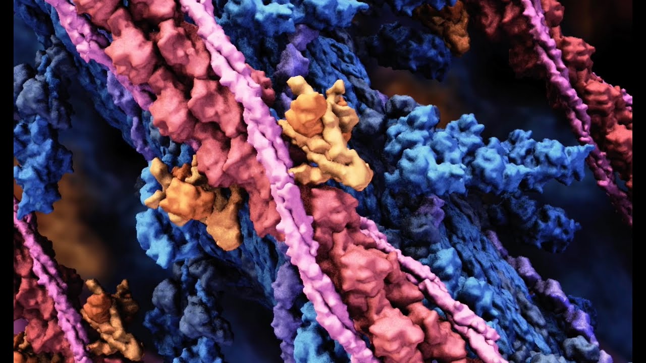 Muscle structure and function 4K (2014) Drew Berry wehi.tv