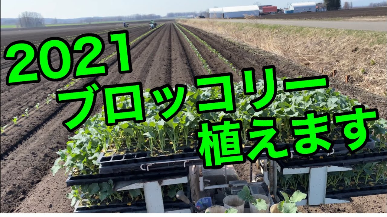 2021 ブロッコリー整地から植えるまで