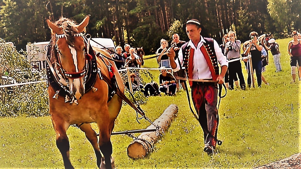 Momentky z Brdského poháru chladnokrevných koní v Lázu