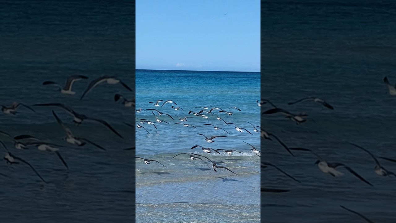 Пляж отеля Blau Varadero, Cuba 🌊 