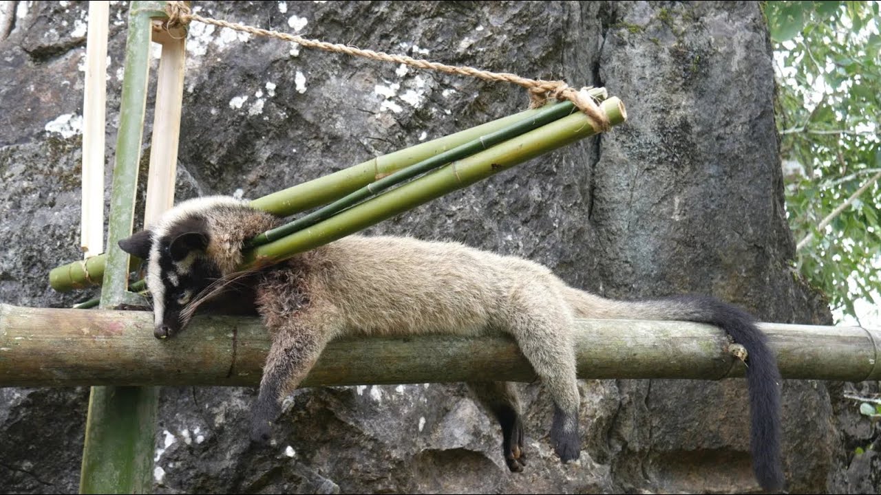 awesome method to be looking for food in the jungle for survival episode 45 I got a civet