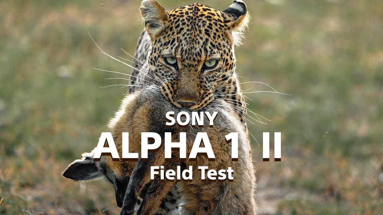 The Sony Alpha 1 II  | The Perfect Wildlife Camera - Field Test