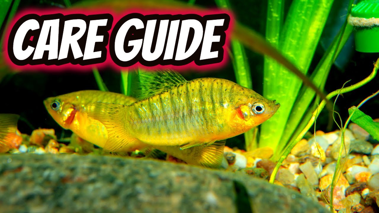 Limia Nigrofasciata care guide
