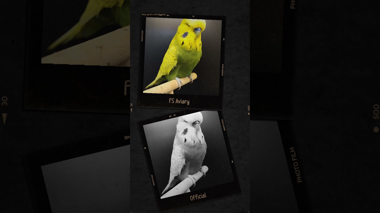 Exhibition Spangle Budgie Parrot | Exhibition Birds | #Shorts | FS Aviary Official | English Bird