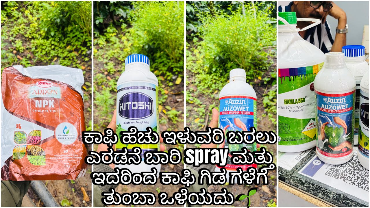 ಕಾಫಿ ಹೆಚು ಇಳುವರಿ ಬರಲು ಎರಡನೆ ಬಾರಿ spray ಮತ್ತು ಇದರಿಂದ ಕಾಫಿ ಗಿಡ ಗಳೆಗೆ ತುಂಬಾ ಒಳೆಯದು 🌱 watch this vedio 