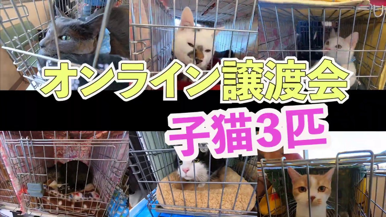 【オンライン譲渡会 13】【2020年6月23日】動物病院の前に置き去りにされた子猫3匹【NPOあにまるこねくと猫の人】