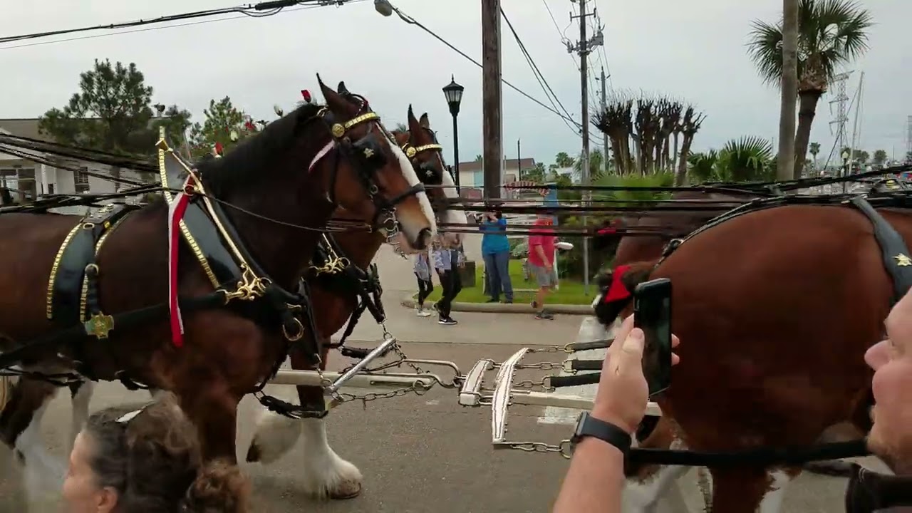 Budweiser Clydesdales in 2019 part two