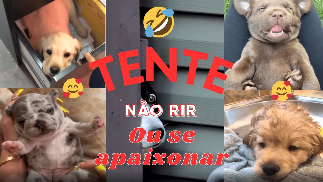 OS CACHORROS MAIS FOFOS E ENGRAÇADOS  DA INTERNET