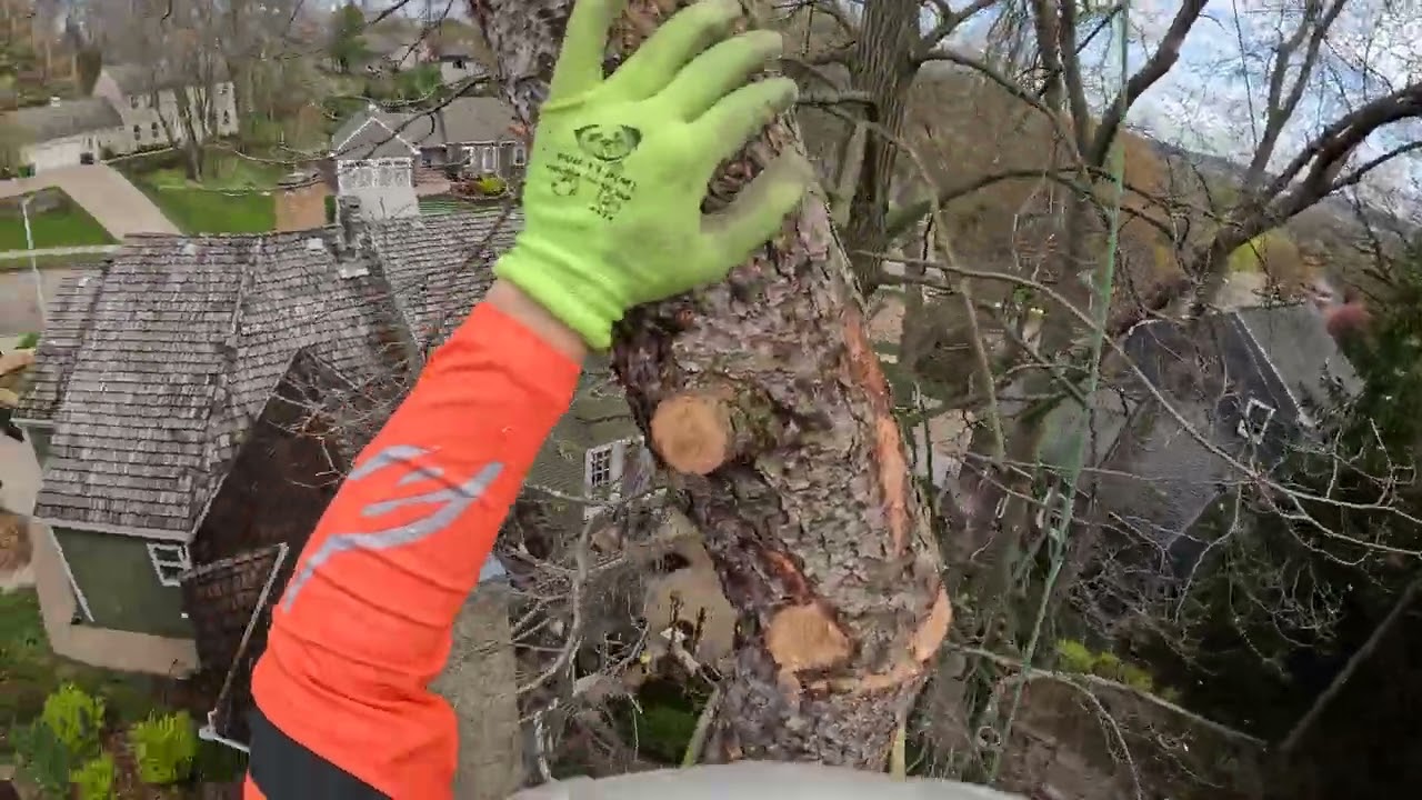 Pine Tree Removal