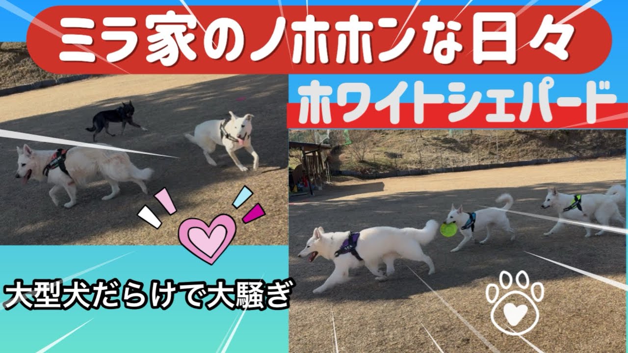 【ミラ家のノホホンな日々】大型犬だらけで大騒ぎ🐾#ホワイトシェパード #大型犬のいる生活 #doglife #愛犬 #癒し
