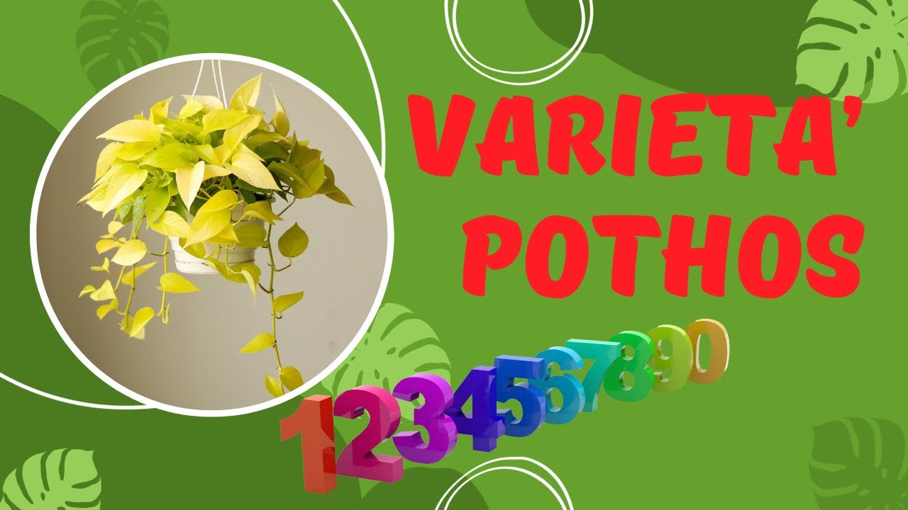 - IL FASCINO DEL POTHOS: LE VARIETÀ STRAORDINARIE -
