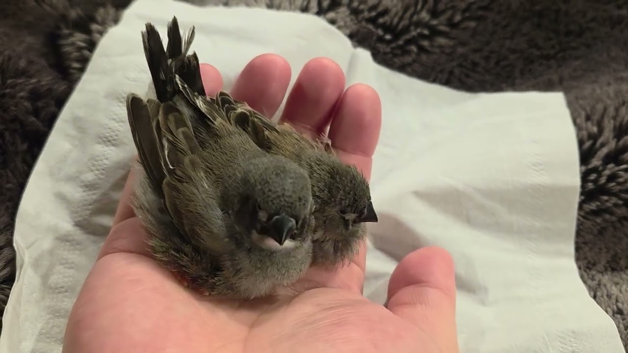 Zebra finches beeping