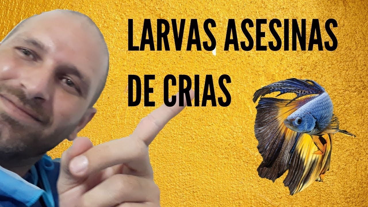 LARVAS ASESINAS DE CRIAS DE BETTA