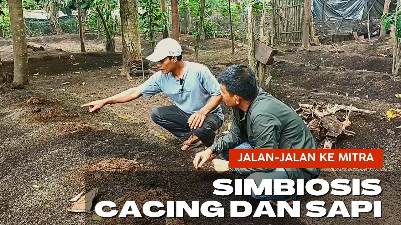 KUNJUNGAN MITRA RAJ, PAK YITNO DAN ISTRI BUDIDAYAKAN CACING BESERTA SAPI.