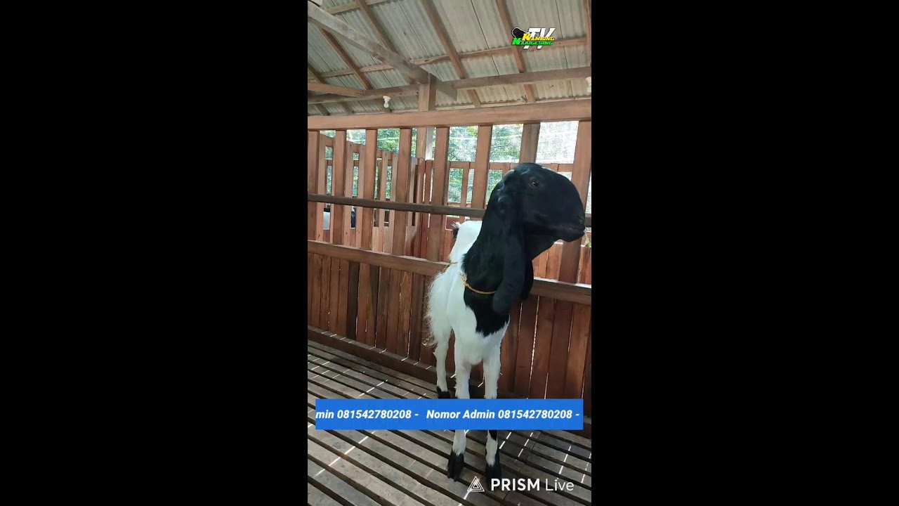 Siaran langsung Kambing Kaligesing Tv