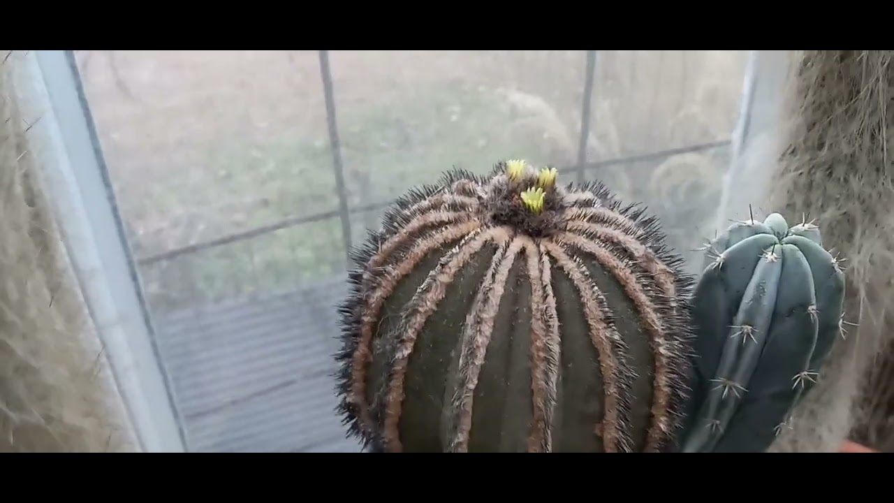 Fall Greenhouse Tour Part 6, Apocynaceae , and Other Greenhouse Plants 