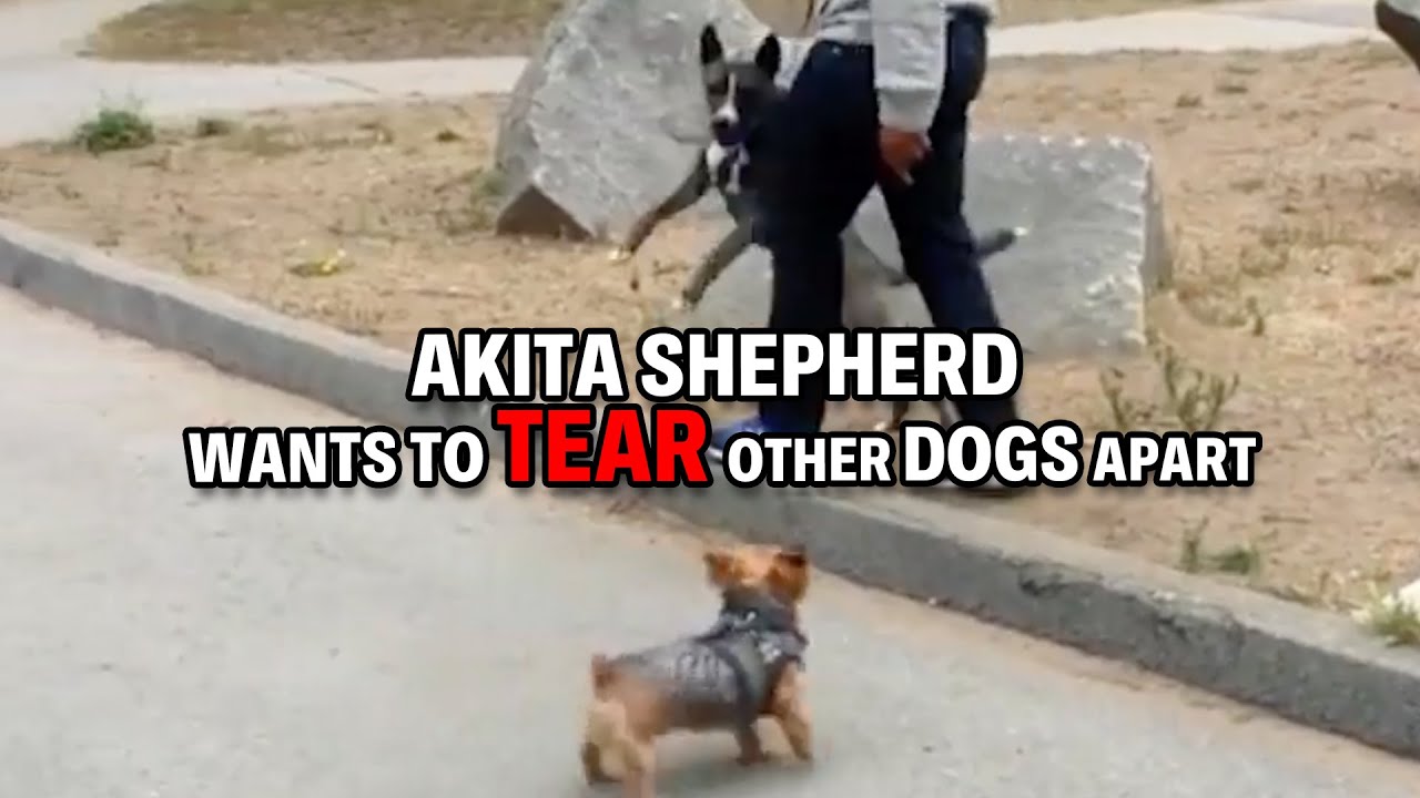 Dog Adopted From A Korean Meat Farm, Now He’s Fighting to Trust Again | Dog Nation Throwbacks