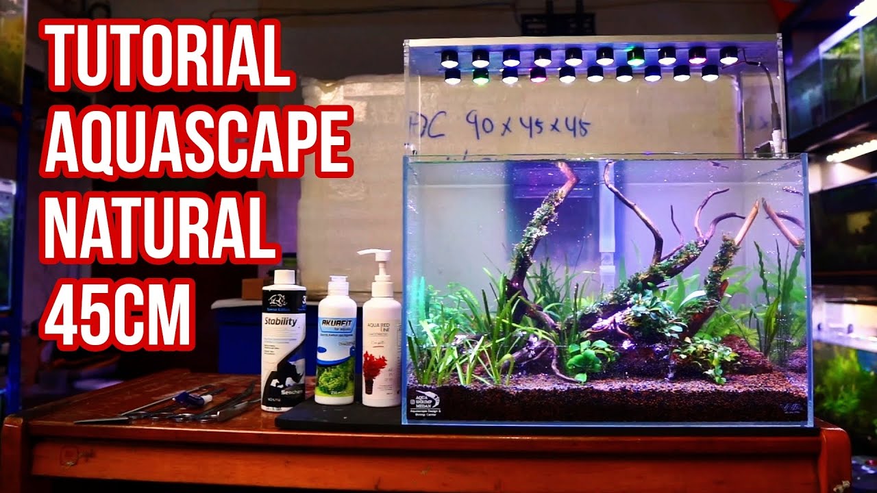 Aquascape Tema Natural 45cm ‼️Tutorial Pemula 😃👍