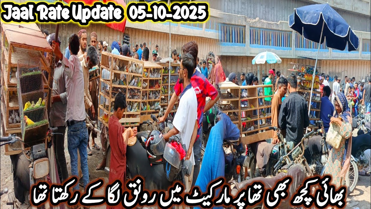 Lalukhet Sunday Birds Market live update 2025 @SYEDBIRDS