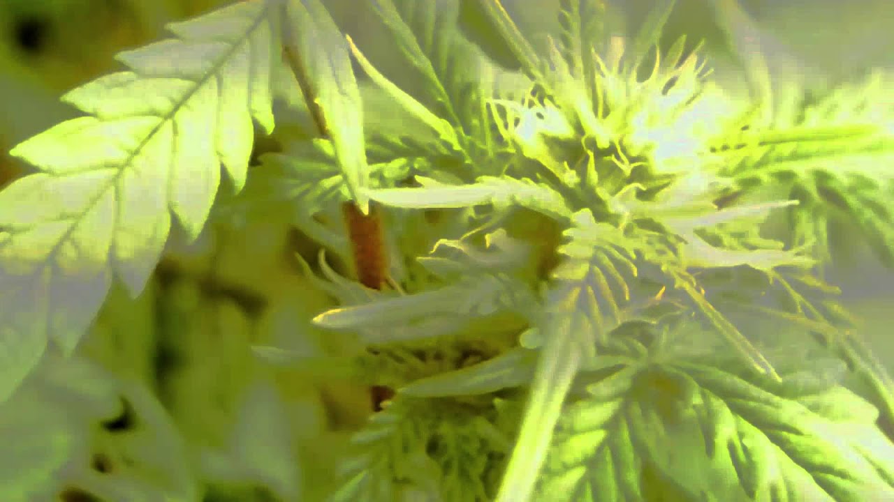 Time-Lapse Microscope Cannabis HD HDR - Vegetative Chamber - Skunk - Early vegetative