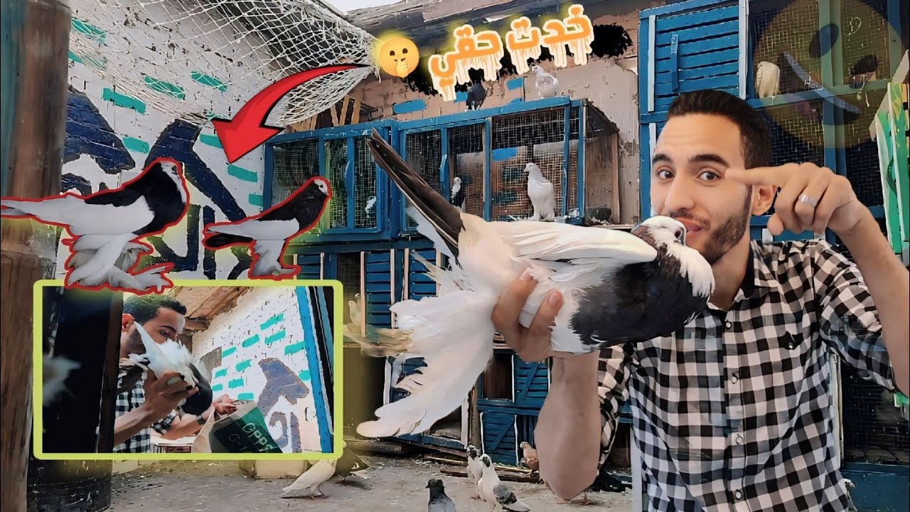شاكوش خد الحمام بتاعي😯بس عرفت ازي اجيب حقي (خطفت اغلي حمام عنده )