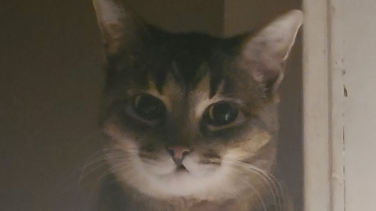 Training with Me and Mittens