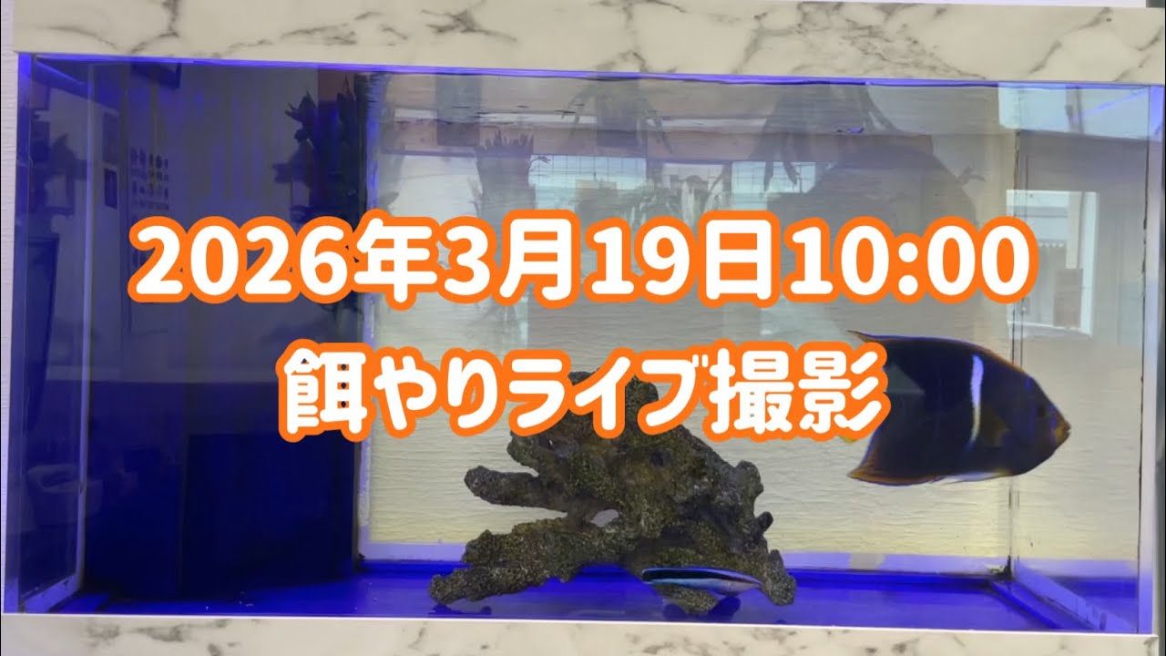 2026/3/19(木)餌やりライブ撮影