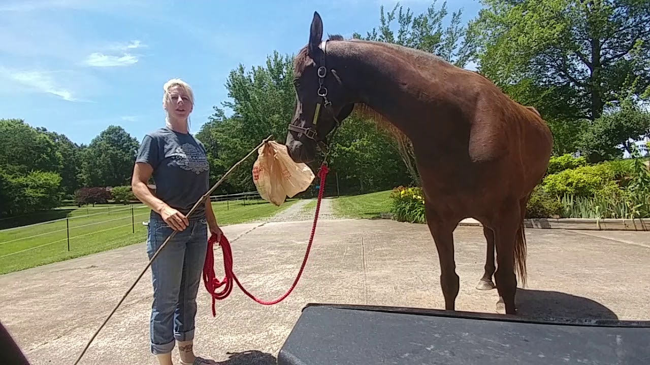 Sacking out a horse using pressure and release