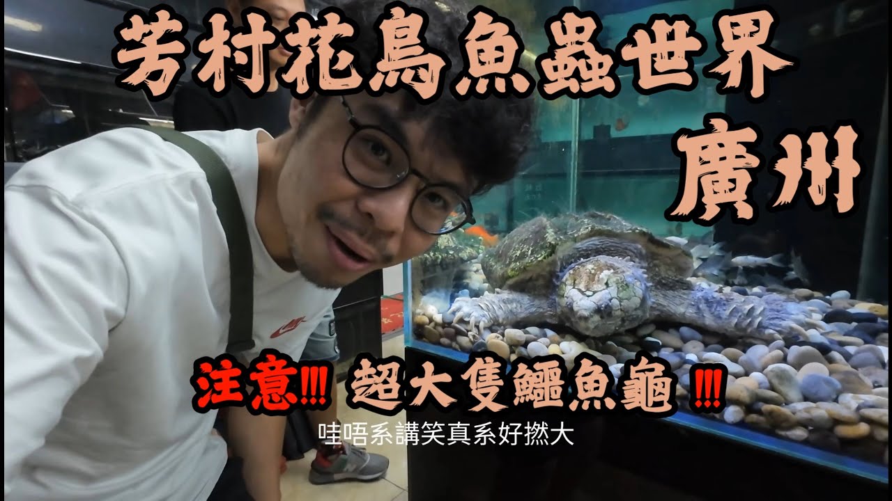 [大鄉里出城鳩噏VLOG] 廣州芳村花鳥魚蟲新世界 !!! 睇爬蟲睇魚睇雀仔