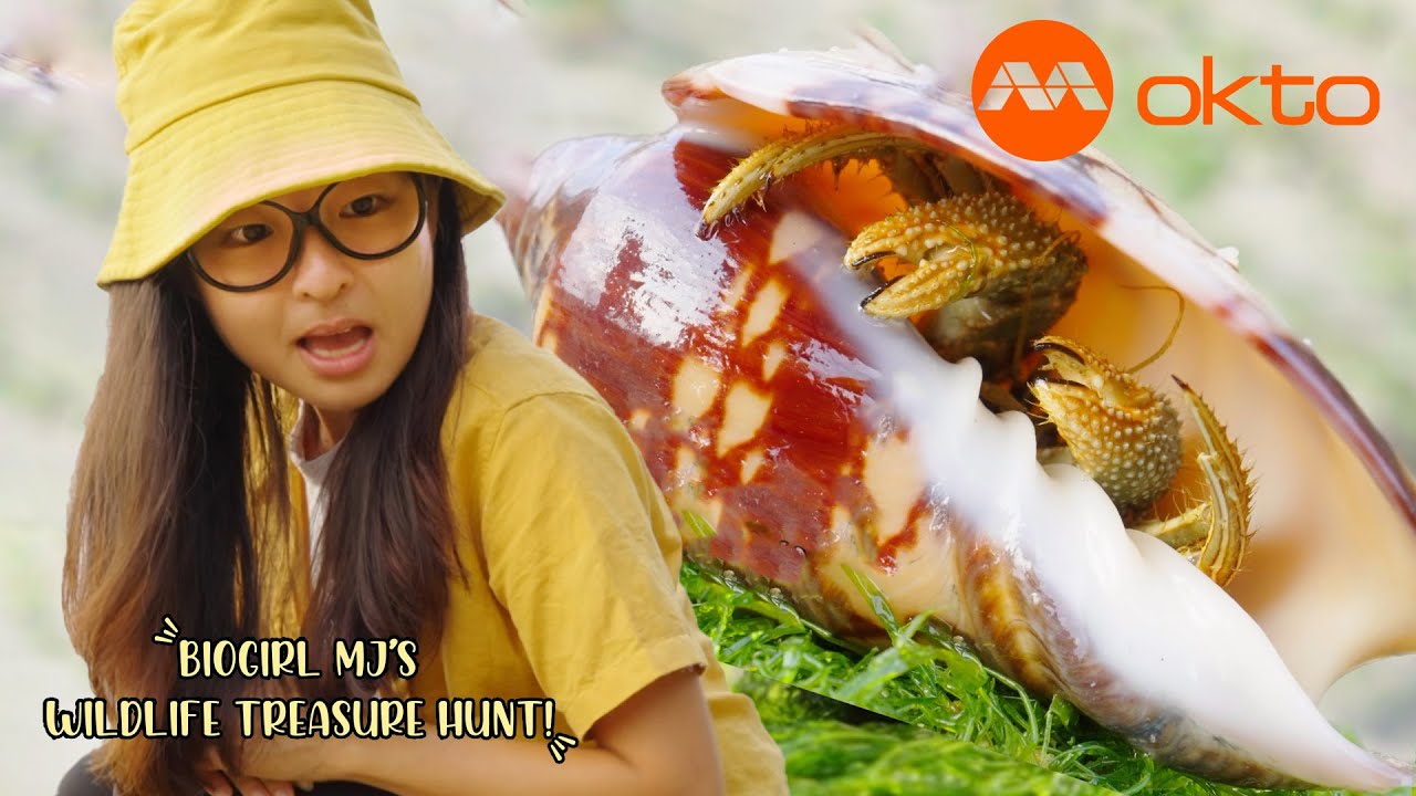 See how LEAF PORTER CRAB uses FLAT OBJECTS as an UMBRELLA! | Biogirl MJ S1E05 | @mediacorpokto
