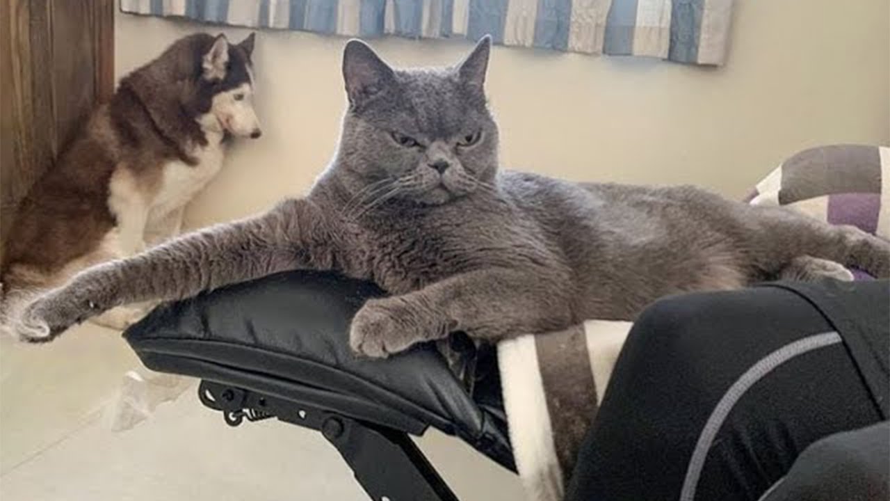 😺 What do cats dream about? 🐈 Funny video with cats and kittens for a good mood! 😸
