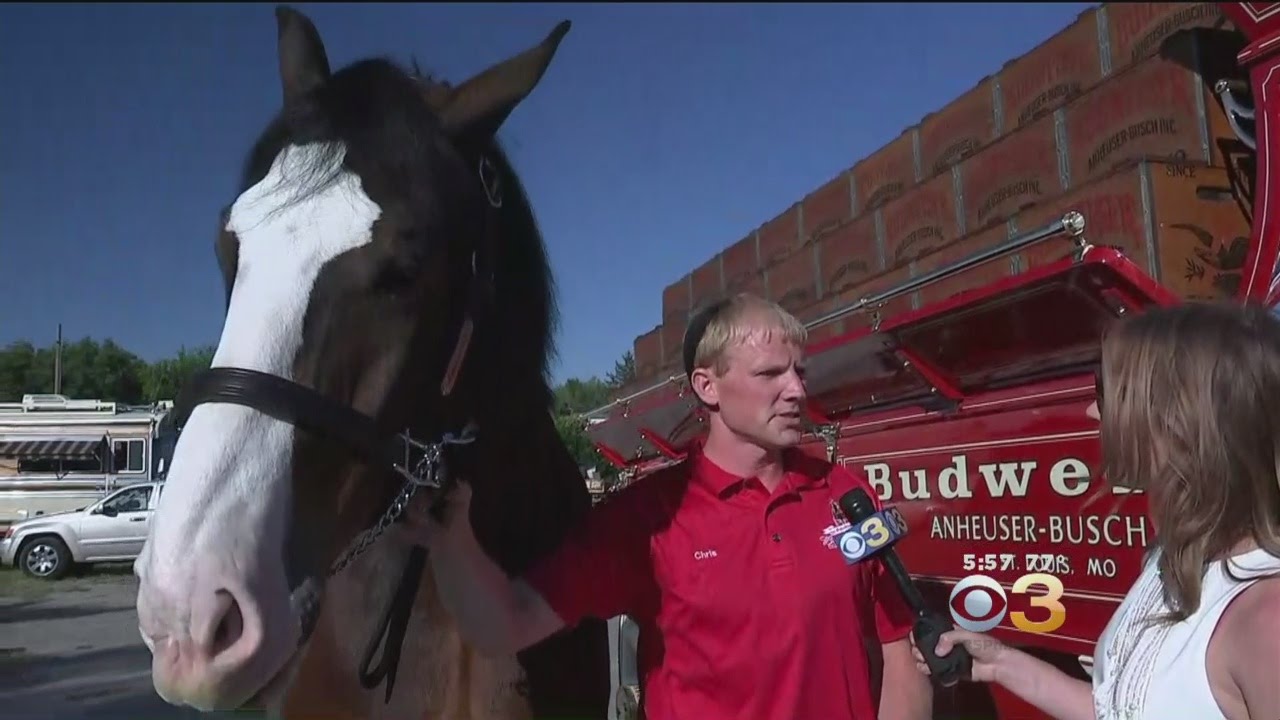 Budweiser Clydesdales Appear At Devon Horse Show
