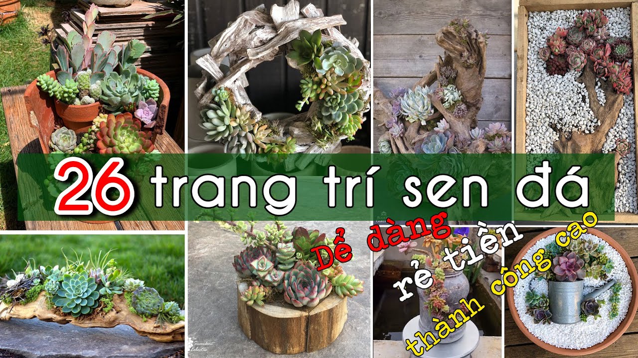 Mỏi Mệt Tới 26 Cách Trang Trí Sen Đá - Trồng - Mix - Decor Sen Đá từ chai, lọ, đồ sành, gỗ, gốm ....