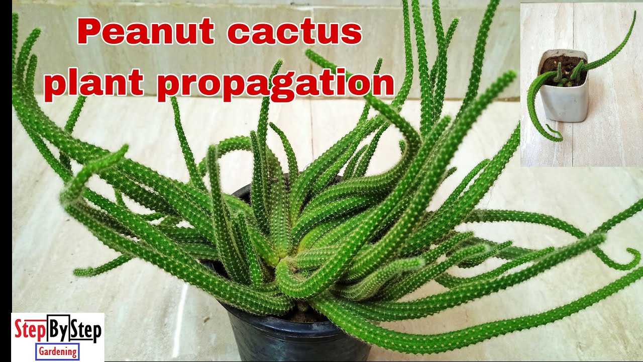 Peanut cactus plant propagation//Echinopsis Chamaecereus grow from cutting