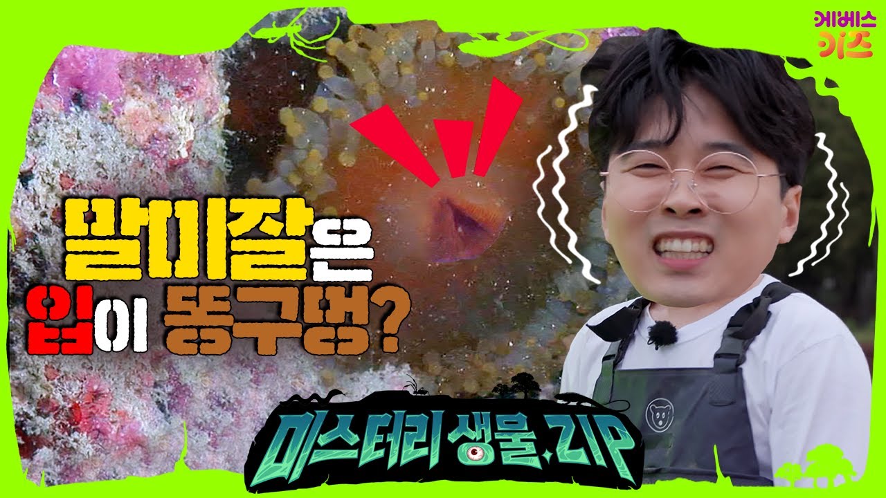 말미잘은 입으로 똥을 싼다? 입=항문?!ㅣ갯벌 탐사 2편ㅣ갯벌ㅣ미스터리생물집ㅣ꾹tvㅣKBS 220623 방송
