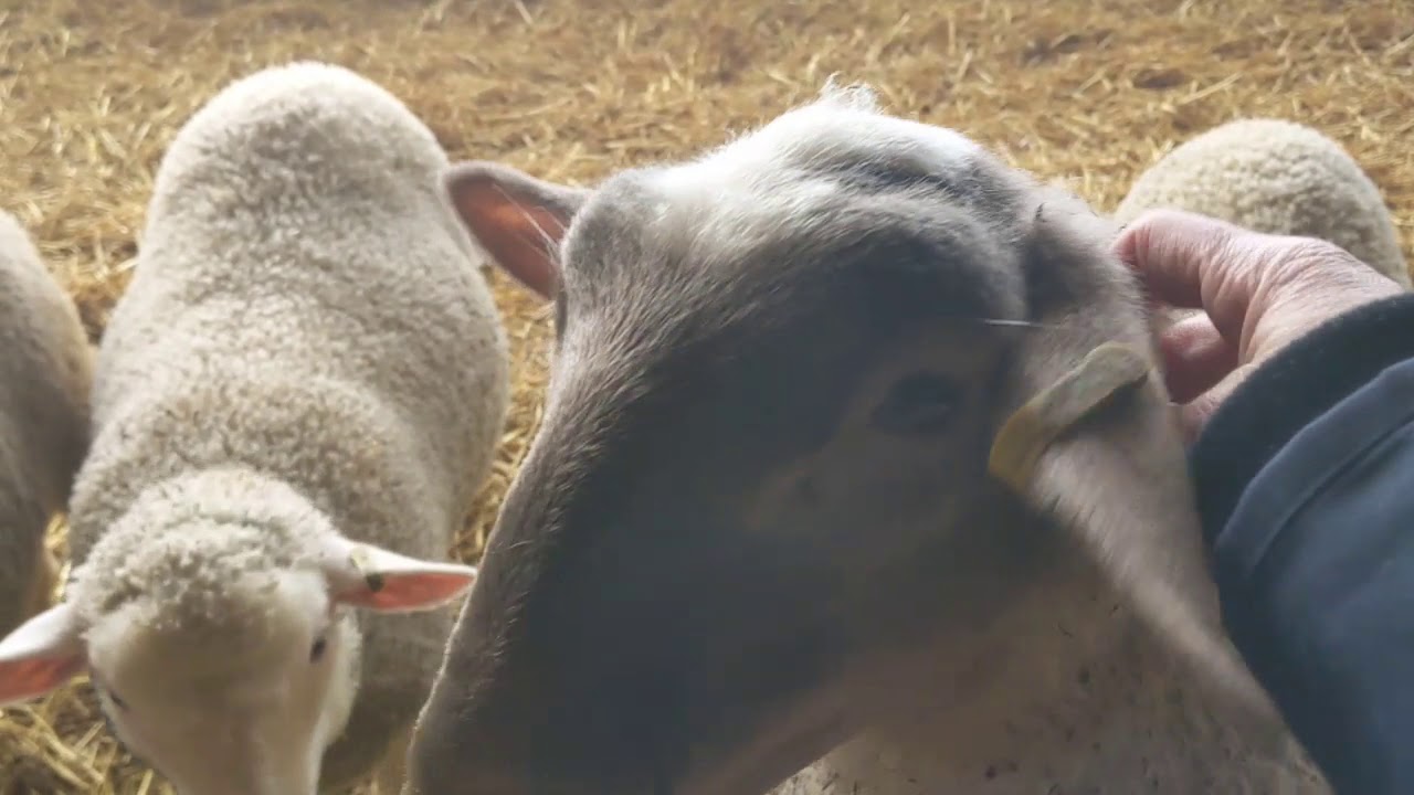 this is circle r and revolution wool company ... a little intro to our family farm